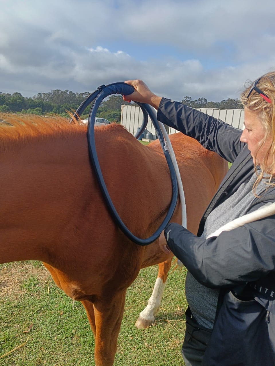 Equine PEMF Therapy